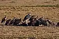 A Marabou stork and Griffon vultures (G. fulvus) scavenging in the Masai Mara, Kenya