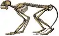 Skeletal restoration