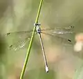female