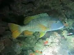 Orange-spotted emperor (Lethrinus erythracanthus)
