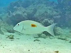 Thumbprint emperor (Lethrinus harak)