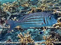 Ornate emperor (Lethrinus ornatus)
