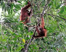 Two orangutans swinging on tree branches