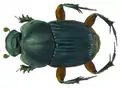 Liatongus femoratus
