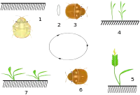 Life cycle:1: Wintering imago2: Egg layering in spring3: Flight for cereals4: Feeding5: Symptoms of damages6: Pupation and new generation overwintering7: Herb feeding on wintering place