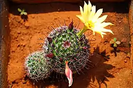 Fish hook cactus (Mammillaria beneckei var. balsasoides
