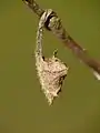 Chrysalis