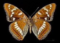 Ventral side – MHNT