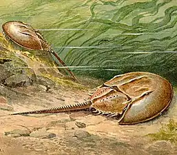 Horseshoe crabs are living fossils, essentially unchanged for 450 Ma.