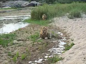 Two lion brothers on the bank of the Sand River