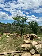 African lions's habitat in the zoo (2020)