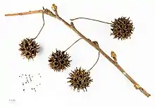 Mature fruit and seed