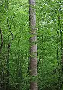 Columnar trunk in streambank woods