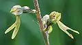 twayblade