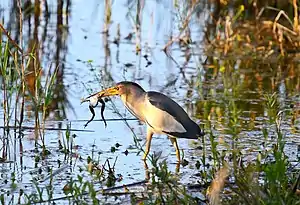 with a frog in the Aldomirovtsi Marsh, Bulgaria