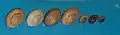 A series of shells of Littorina saxatilis