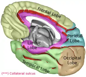 Limbic lobe (shown in purple) of right cerebral hemisphere.