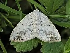 Moth