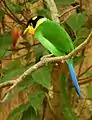 Long-tailed Broadbill