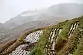Rice terraces
