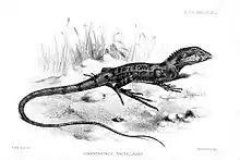 1883 illustration by Joseph Smit. The species was classified at that time as Lophognathus maculilabris