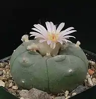 Peyote