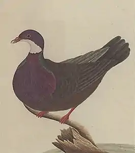 Old coloured painting by George Raper in 1790 depicting the now extinct Lord Howe white-throated pigeon