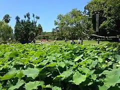 The ponds in summer, full of water plants