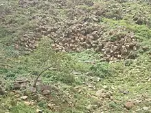Hexagonal outcrop of Ashangi basalts.