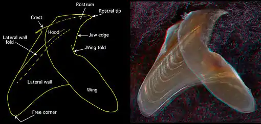 Side view of the lower beak of Chiroteuthis picteti (3.6&nbsp;mm LRL, 160&nbsp;mm ML (estimate)) 3D red cyan glasses are recommended to view this image correctly.