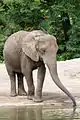 African bush elephant