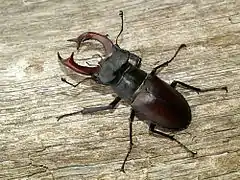 View of a male specimen of the insect stag beetle