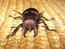 Front view of a male