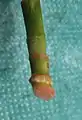 Newly propagated lucky bamboo cutting with roots forming