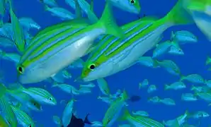 Lutjanus bengalensis