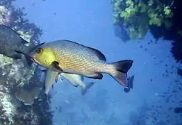 Two-spot red snapper (Lutjanus bohar)