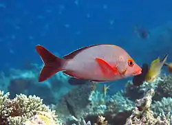 Humpback red snapper (Lutjanus gibbus)
