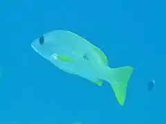 One-spot snapper (Lutjanus monostigma)