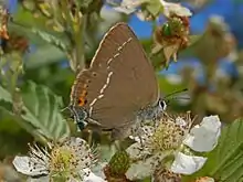 Satyrium spini