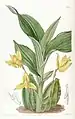 Illustration of "Lycaste aromatica" from Edwards's Botanical Register, Vol 22 (1836)