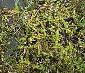 Lycopodiella inundata