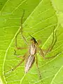 Lynx spider, Kolkata, West Bengal, India.
