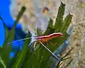 A Pacific cleaner shrimp (Lysmata amboinensis) on top of a C. taxifolia specimen within a marine aquarium