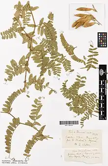 Two specimens of Vicia dennesiana H.C.Watson (MEL 2481416A and MEL 2481416B), cultivated by H.C. Watson in the 19th century.