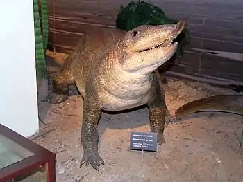 Sculpture of the aetosaur Stagonolepis olenkae.