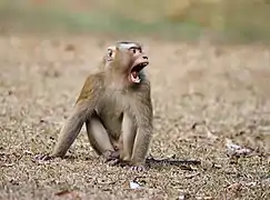 Northern pig-tailed macaque (Macaca leonina)