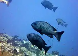 Black and white snapper (Macolor niger)