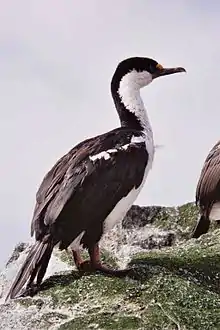 Macquarie Island shag