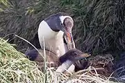 Gentoo penguin