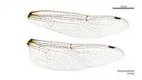 Female wings